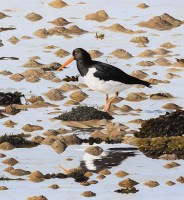 clive-meredith-oystercatcher