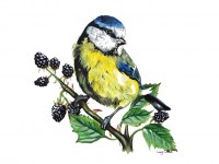 lucy-cortese---blue-tit