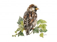 lucy-cortese---sparrow
